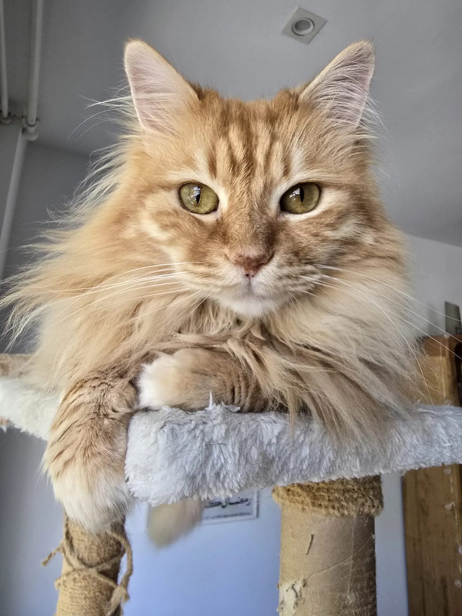 tienda de mascotas en Barcelona